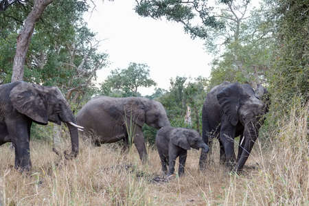 Elephant breeding herd after taking a bud bath in the riverの写真素材