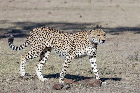 A large beautiful male cheetahの写真素材