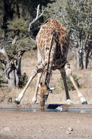 Giraffe covered in oxpeckers drinking at a watering holeの写真素材