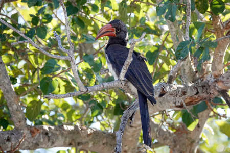 Crowned Hornbill perched in a treeの写真素材