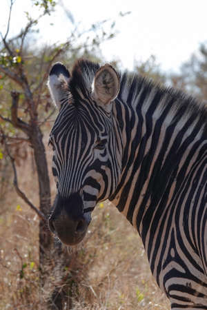 Beautiful portrait of a Zebra in the African Bushの写真素材