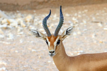 Close-ip portrait of a Dorcas Gazelleの写真素材