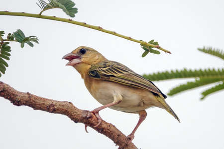 A female RÃ¼ppell's Weaver in Southwest Saudi Arabiaの写真素材