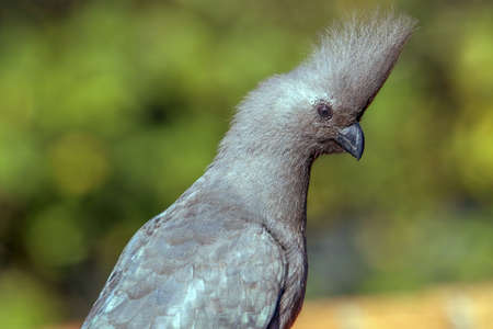The grey go away bird