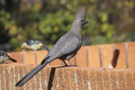 The grey go away bird