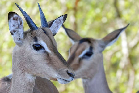 Young male and femal impala with selective depth of field