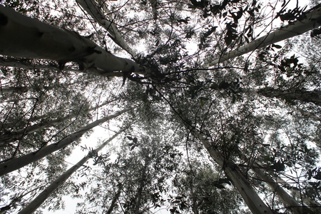 Trees in the forest 