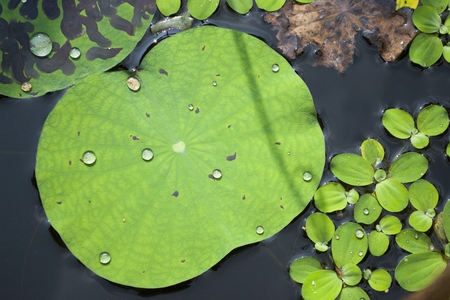 Lotus pondの写真素材