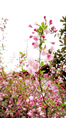 Begoniaの写真素材