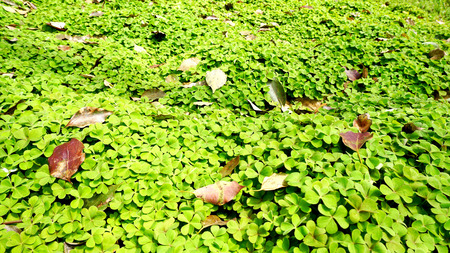 Green leafの写真素材