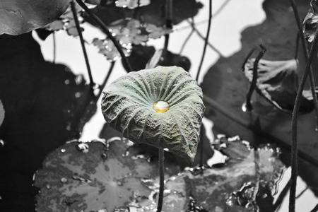 Lotus leafの写真素材