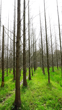 forestの写真素材