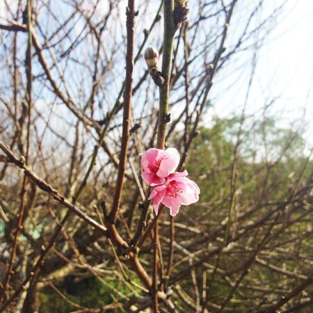 Peach Blossomの写真素材