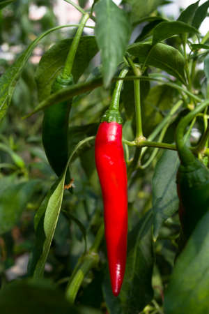 chiliの写真素材