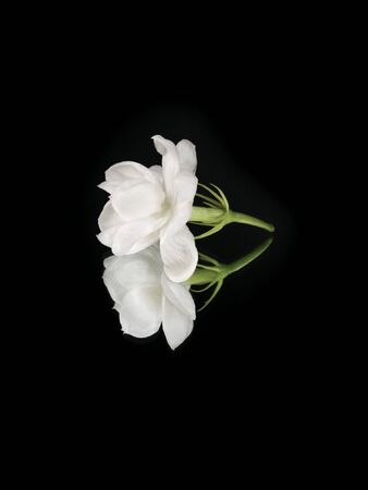 White Jasmineの写真素材