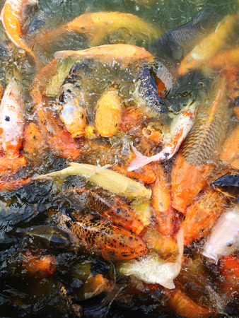 Japanese lithium fishの写真素材