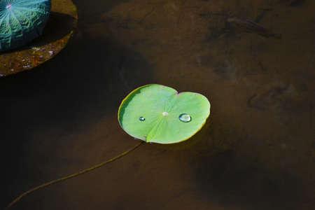 lotus leaf in pondの写真素材