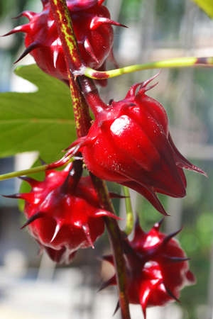 roselleの写真素材