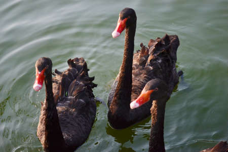 Free black swan in the lakeの写真素材