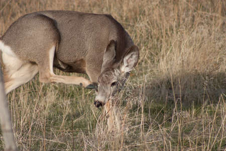 The Itch