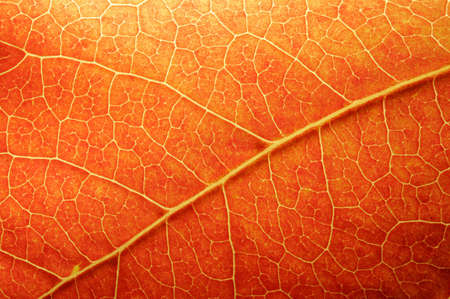 Macro of a colored leaf in fallの写真素材