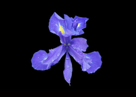 Purple Iris with droplets isolated on balck backgroundの写真素材