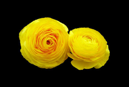 Yellow Roses isolated on balck backgroundの写真素材