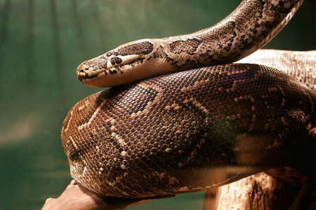 Huge Boa Constrictor snake in Amazon Jungle