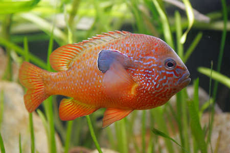 Beautiful bright orange fish with white stripes
