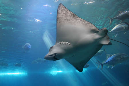 Spotted Eagle Ray and Giant Trevelly fish in Maui tropical waters