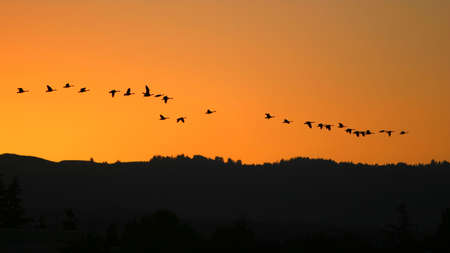 Migrating Birds at sunset