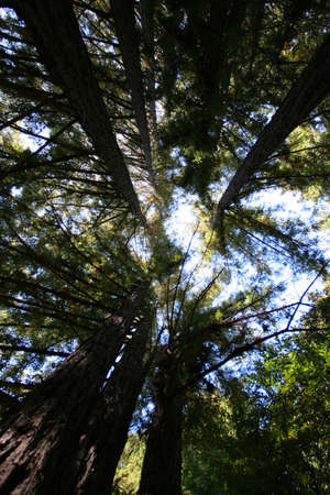 Looking up Tall Trees in Yosemite Forest