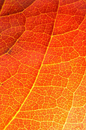 Orange leaf close-up