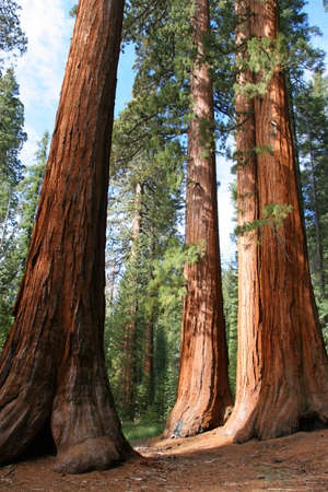 The Bachelor and Three Graces, Mariposa Grove, Yosemiteの写真素材