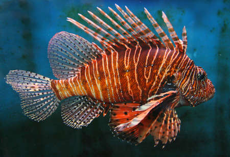 Giant Red LionFish, dangerous and poisonous