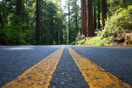 Empty road in Redwood Forestの写真素材