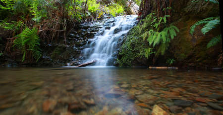 Waterfall in redwood forestの写真素材