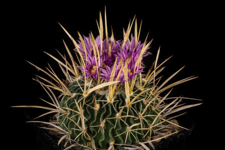 Close up of a Cactus in a pot , with flowers isolated in a black backgroundの写真素材