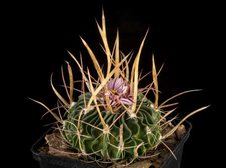 Close up of a Cactus in a pot , with flowers isolated in a black background