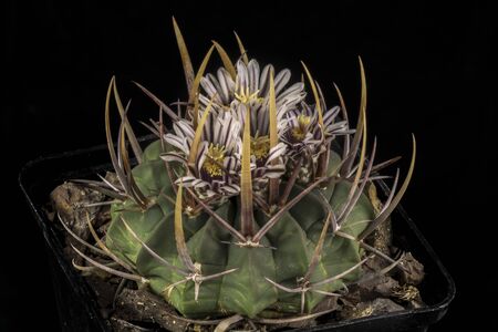 Close up of a Cactus in a pot , with flowers isolated in a black backgroundの写真素材