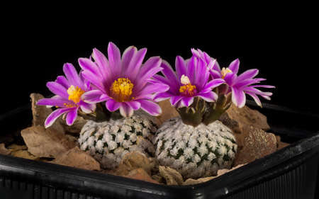 Close up of a Cactus in a pot , with flowers isolated in a black backgroundの写真素材