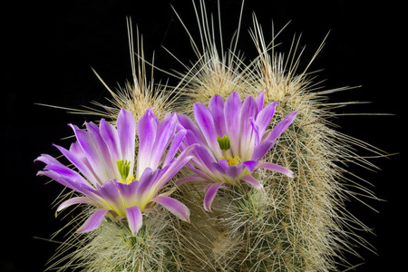 Close up of a Cactus in a pot , with flowers isolated in a black backgroundの写真素材