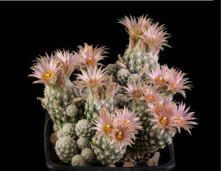 Close up of a Cactus in a pot , with flowers isolated in a black backgroundの写真素材