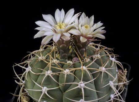 Close up of a Cactus in a pot , with flowers isolated in a black backgroundの写真素材
