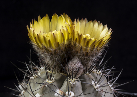 Close up of a Cactus in a pot , with flowers isolated in a black backgroundの写真素材