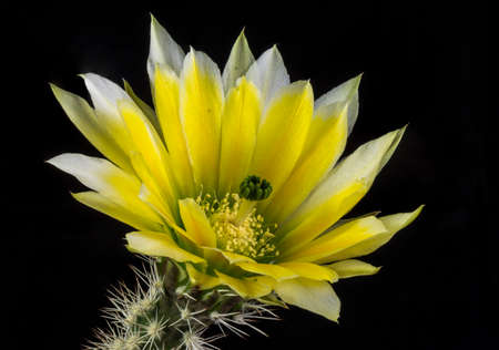 Close up of a Cactus in a pot , with flowers isolated in a black backgroundの写真素材