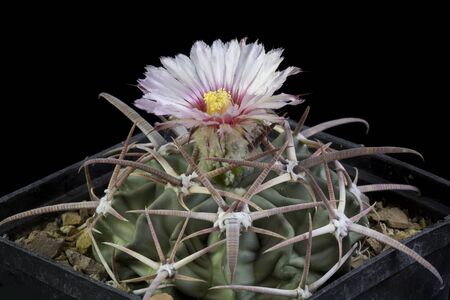 Close up of a Cactus in a pot , with flowers isolated in a black backgroundの写真素材