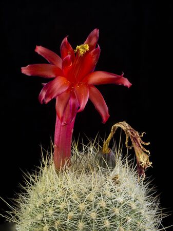 Close up of a Cactus in a pot , with flowers isolated in a black backgroundの写真素材