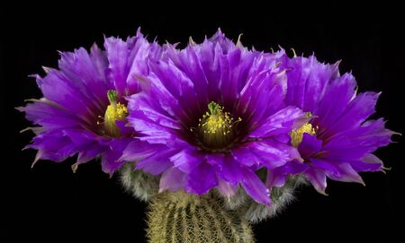 Close up of a Cactus in a pot , with flowers isolated in a black backgroundの写真素材
