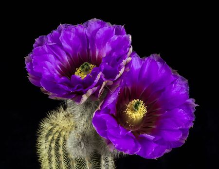 Close up of a Cactus in a pot , with flowers isolated in a black backgroundの写真素材